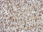 SDF4 Antibody in Immunohistochemistry (Paraffin) (IHC (P))