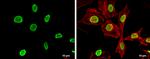 H4ac pan-acetyl (K5,K8,K12,K16) Antibody in Immunocytochemistry (ICC/IF)