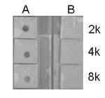 H4ac pan-acetyl (K5,K8,K12,K16) Antibody in Dot Blot (DB)