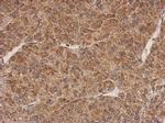 PROSC Antibody in Immunohistochemistry (Paraffin) (IHC (P))