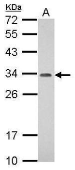 PROSC Antibody in Western Blot (WB)