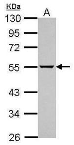 ATG13 Antibody in Western Blot (WB)