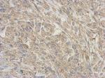 RNase11 Antibody in Immunohistochemistry (Paraffin) (IHC (P))