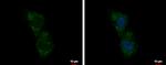 C5orf54 Antibody in Immunocytochemistry (ICC/IF)