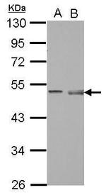 Pellino 1 Antibody in Western Blot (WB)