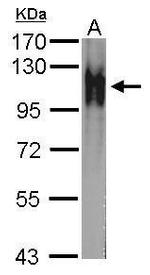 Atpalpha Antibody in Western Blot (WB)