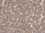 Caspase 7 p11 Antibody in Immunohistochemistry (Paraffin) (IHC (P))