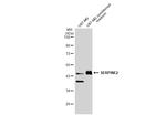 SERPINE2 Antibody in Western Blot (WB)