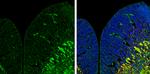 ZPK Antibody in Immunohistochemistry (Frozen) (IHC (F))