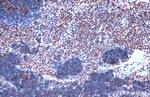 JMJD3 Antibody in Immunohistochemistry (Paraffin) (IHC (P))