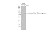 Influenza A NP Antibody in Western Blot (WB)