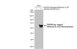 Influenza A NP Antibody in Western Blot (WB)