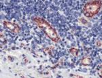 CD31 Antibody in Immunohistochemistry (Paraffin) (IHC (P))