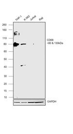 CD68 Antibody in Western Blot (WB)