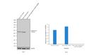 Cytokeratin 8 Antibody