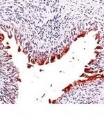 UPK3A Antibody in Immunohistochemistry (Paraffin) (IHC (P))