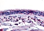 AHR Antibody in Immunohistochemistry (Paraffin) (IHC (P))