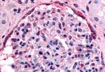 EphA4 Antibody in Immunohistochemistry (Paraffin) (IHC (P))