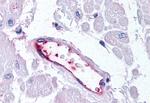 HUNK Antibody in Immunohistochemistry (Paraffin) (IHC (P))