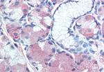 MUC13 Antibody in Immunohistochemistry (Paraffin) (IHC (P))