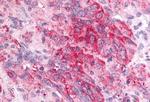 PTGES Antibody in Immunohistochemistry (Paraffin) (IHC (P))