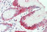 SLC7A2 Antibody in Immunohistochemistry (Paraffin) (IHC (P))