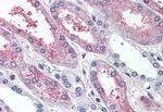 SUSD2 Antibody in Immunohistochemistry (Paraffin) (IHC (P))