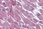 PACAP Receptor Antibody in Immunohistochemistry (Paraffin) (IHC (P))