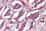 PACAP Receptor Antibody in Immunohistochemistry (Paraffin) (IHC (P))