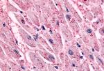 beta-2 Adrenergic Receptor Antibody in Immunohistochemistry (Paraffin) (IHC (P))