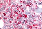 BAI2 Antibody in Immunohistochemistry (Paraffin) (IHC (P))