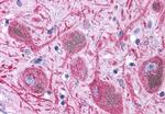 DUSP23 Antibody in Immunohistochemistry (Paraffin) (IHC (P))