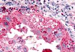 ELTD1 Antibody in Immunohistochemistry (Paraffin) (IHC (P))