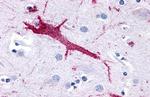 GPR116 Antibody in Immunohistochemistry (Paraffin) (IHC (P))