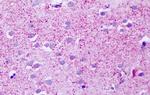 GPR139 Antibody in Immunohistochemistry (Paraffin) (IHC (P))