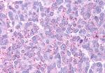 GPR88 Antibody in Immunohistochemistry (Paraffin) (IHC (P))