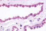 mGluR3 Antibody in Immunohistochemistry (Paraffin) (IHC (P))