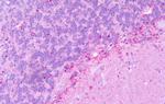 KISS1R Antibody in Immunohistochemistry (Paraffin) (IHC (P))