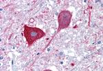 MRGD Antibody in Immunohistochemistry (Paraffin) (IHC (P))