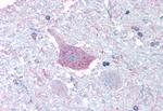 MRGD Antibody in Immunohistochemistry (Paraffin) (IHC (P))