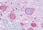 NPFF1 Antibody in Immunohistochemistry (Paraffin) (IHC (P))