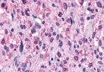 NPFF1 Antibody in Immunohistochemistry (Paraffin) (IHC (P))