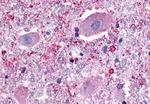 NPFF1 Antibody in Immunohistochemistry (Paraffin) (IHC (P))