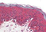 NR1D2 Antibody in Immunohistochemistry (Paraffin) (IHC (P))