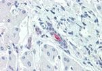 SGLT1 Antibody in Immunohistochemistry (Paraffin) (IHC (P))