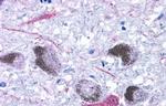 TAAR9 Antibody in Immunohistochemistry (Paraffin) (IHC (P))