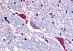 TACR3 Antibody in Immunohistochemistry (Paraffin) (IHC (P))