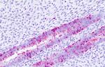 TGR5 Antibody in Immunohistochemistry (Paraffin) (IHC (P))