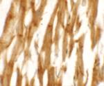 NCLN Antibody in Immunohistochemistry (IHC)