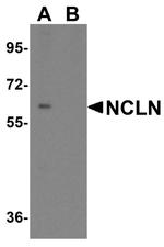 NCLN Antibody in Western Blot (WB)